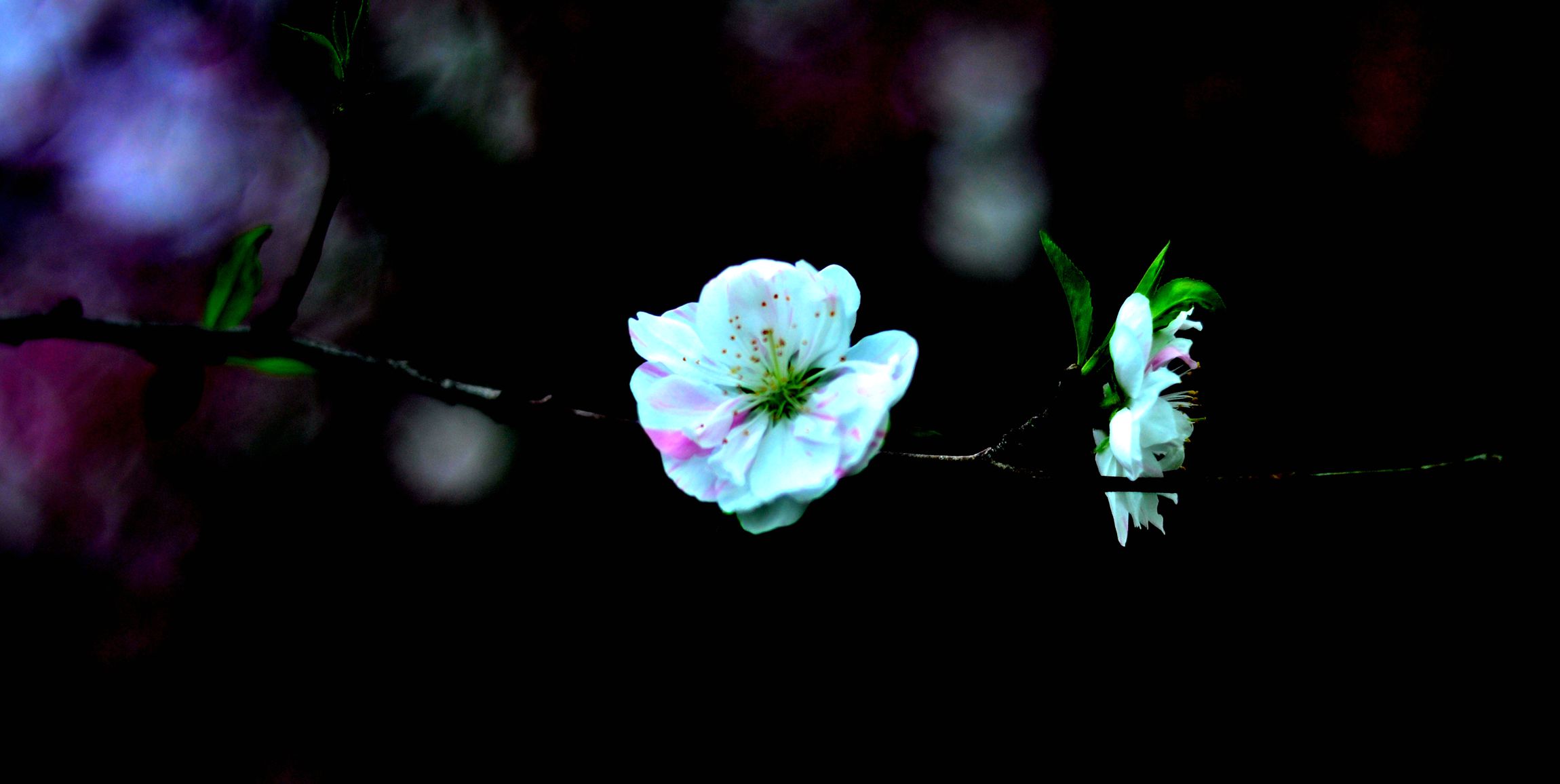 DSC_0706.JPG