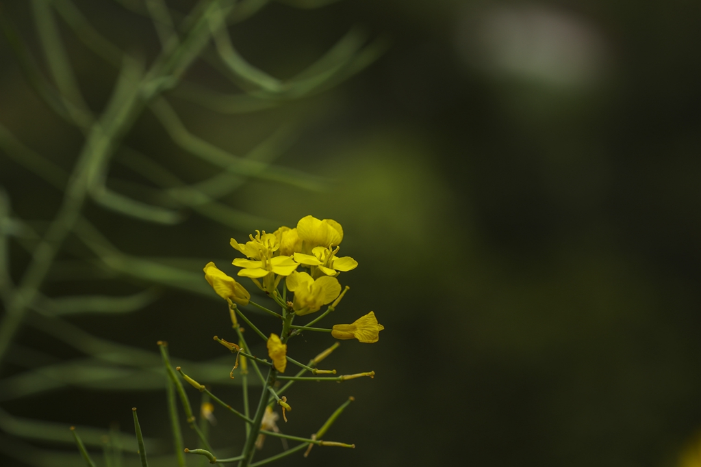 路边的花儿也美艳