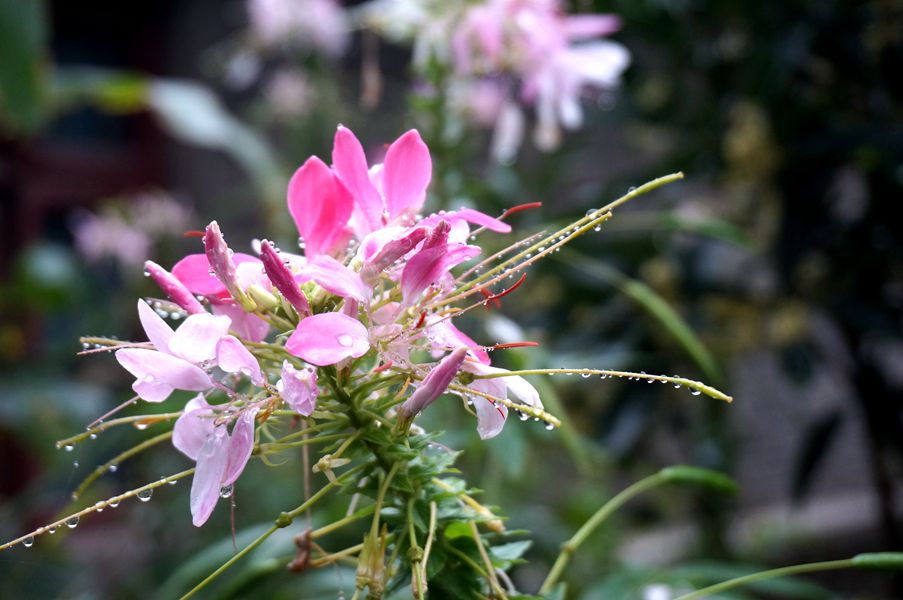 DSC08108_副本.jpg