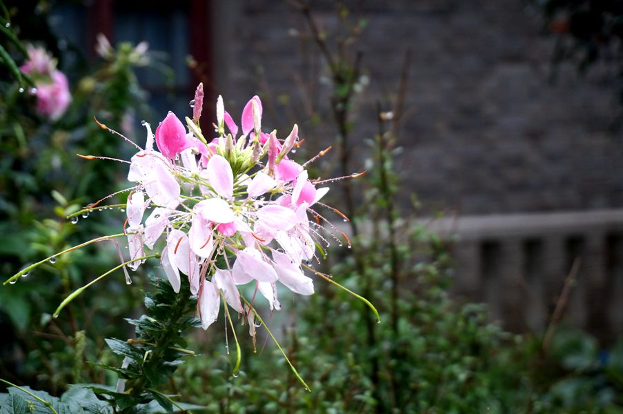 DSC08104_副本.jpg
