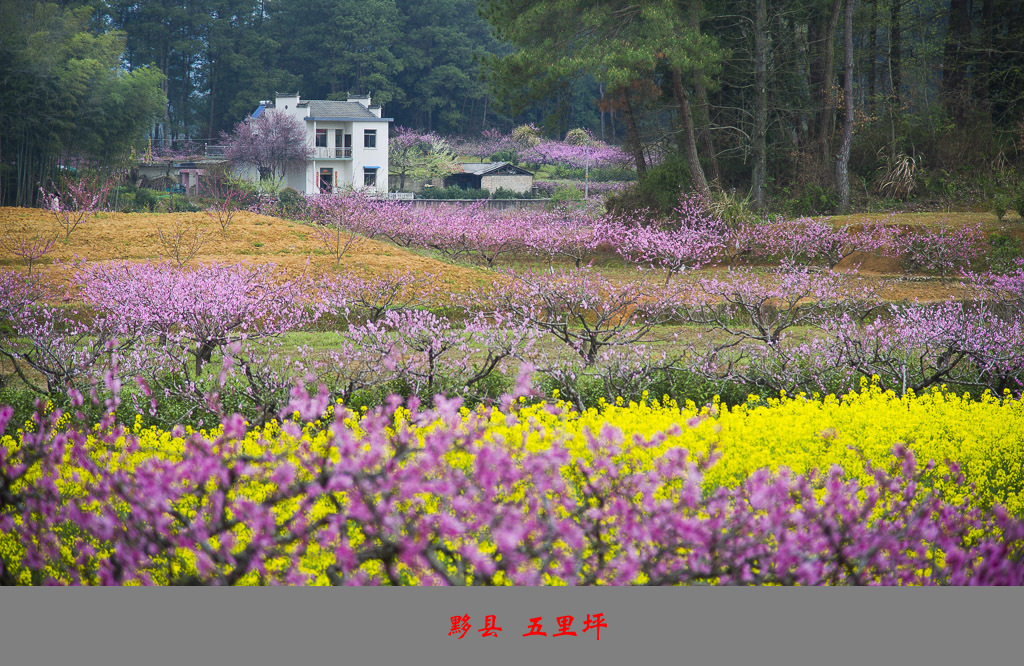 DSC_2697_副本.jpg