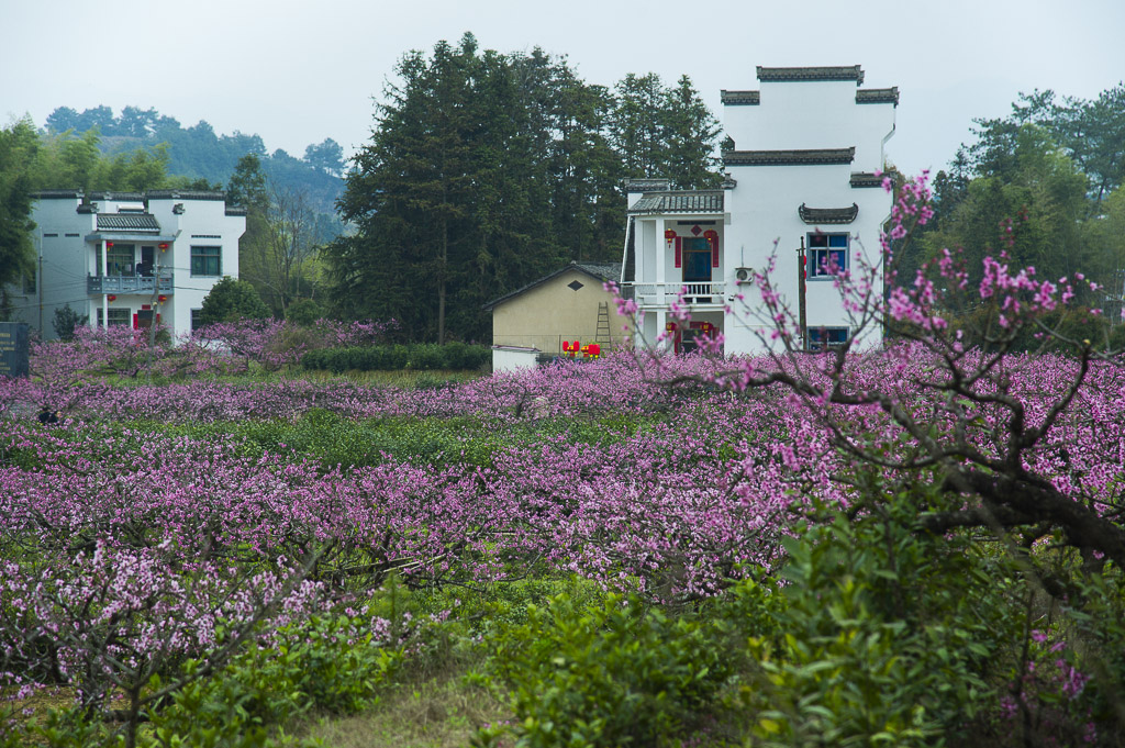 DSC_2524.jpg