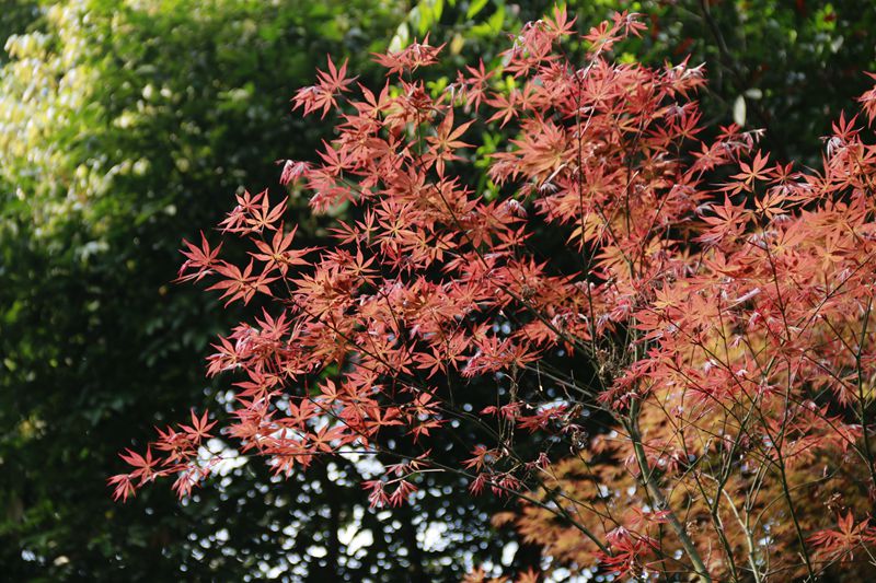 _MG_5299_副本.jpg
