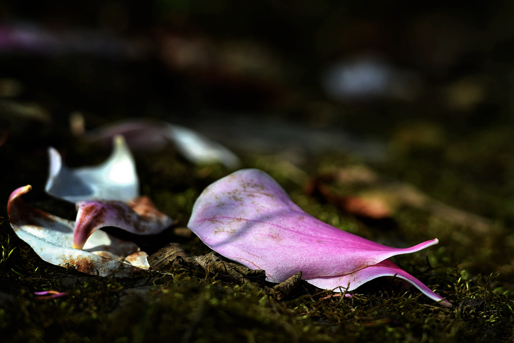 DSC_4899_副本.jpg