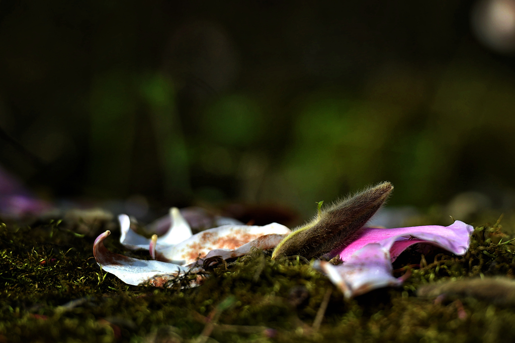 DSC_4902_副本.jpg