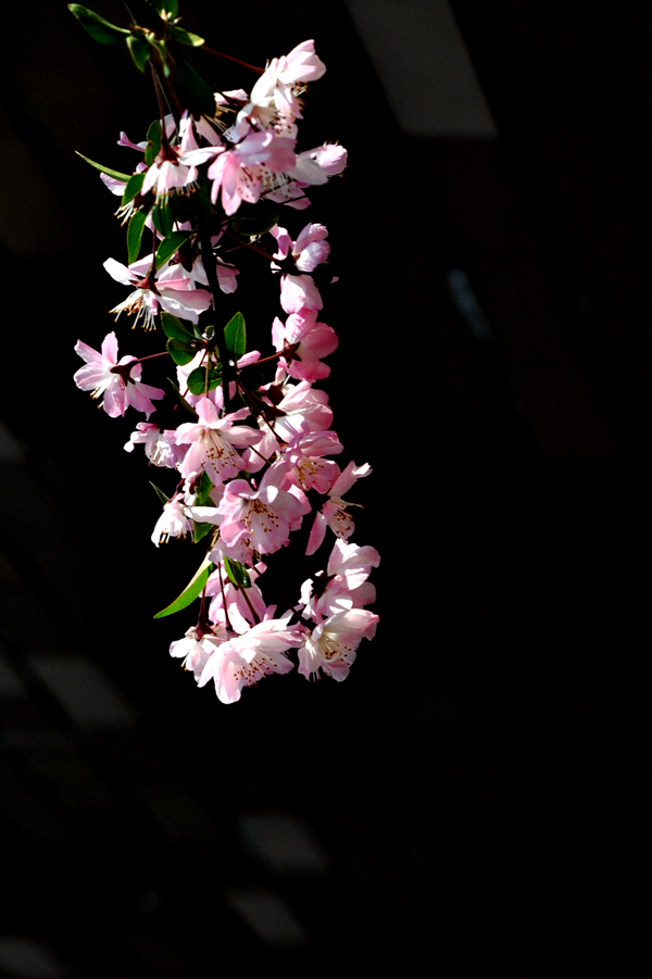 DSC_1377副本.jpg