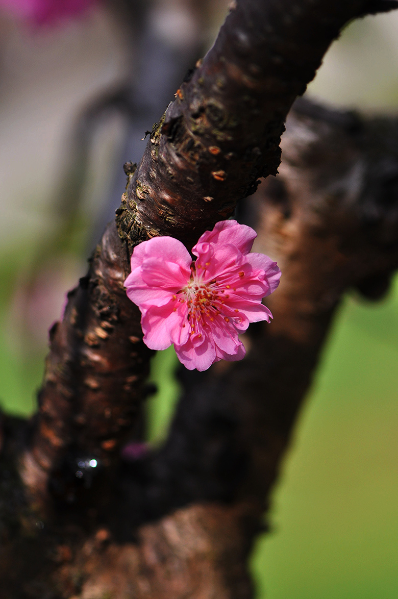 DSC_3036_副本.jpg