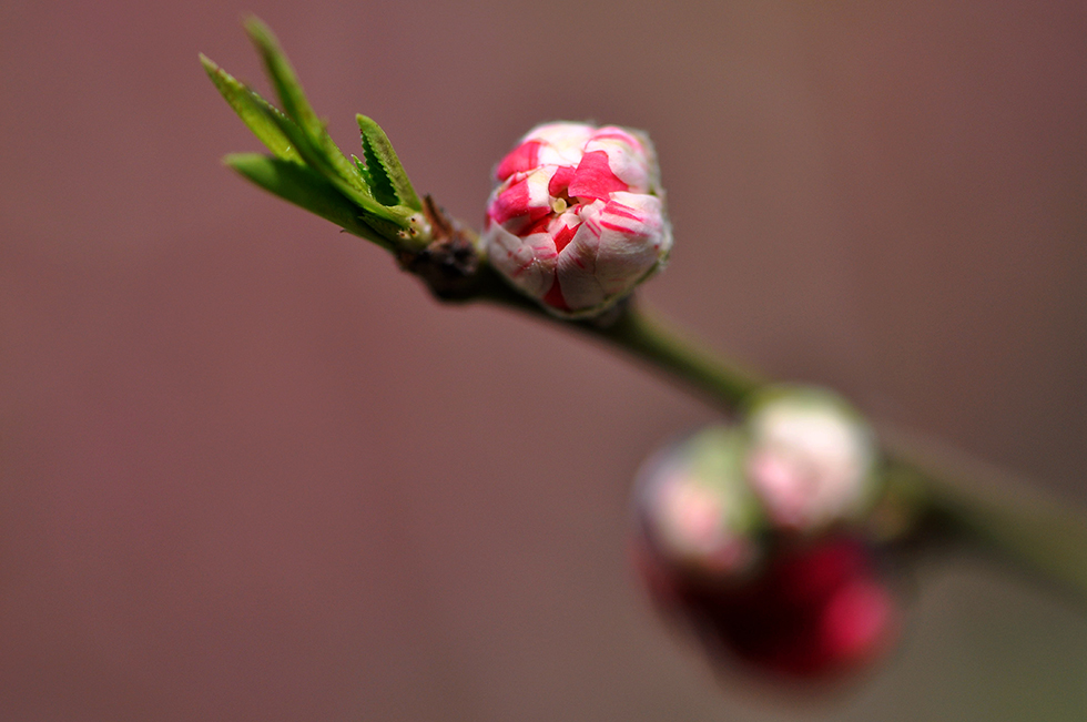 DSC_3053_副本.jpg