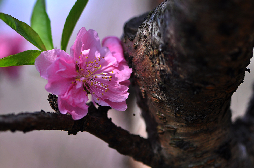 DSC_3068_副本.jpg