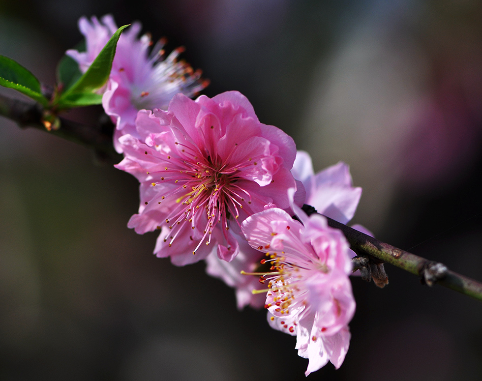 DSC_3069_副本.jpg