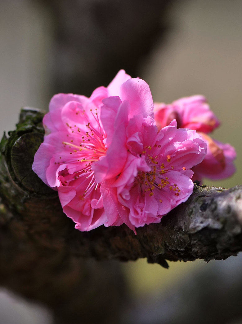 DSC_3084_副本.jpg