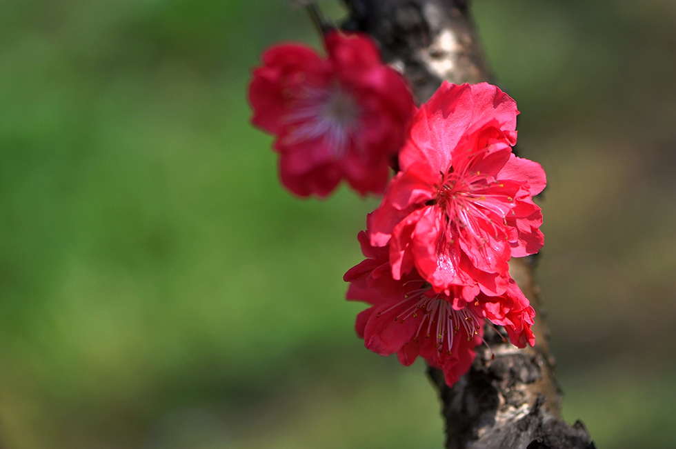 DSC_3112_副本.jpg
