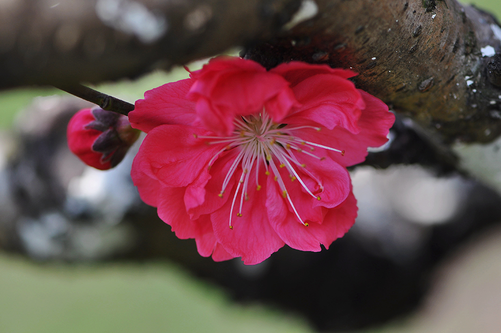 DSC_3118_副本.jpg