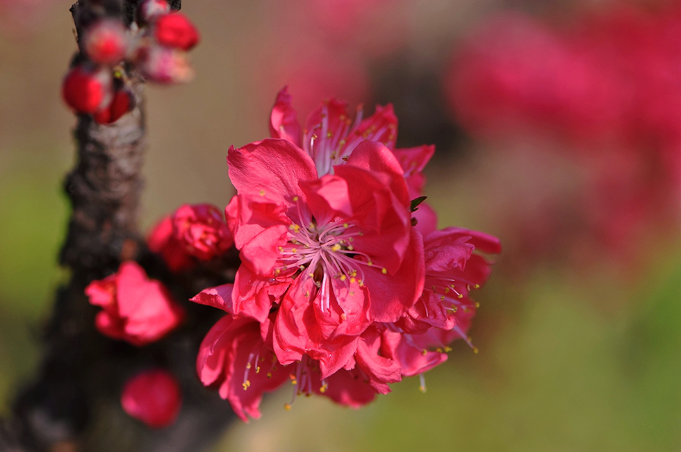 DSC_3146_副本.jpg