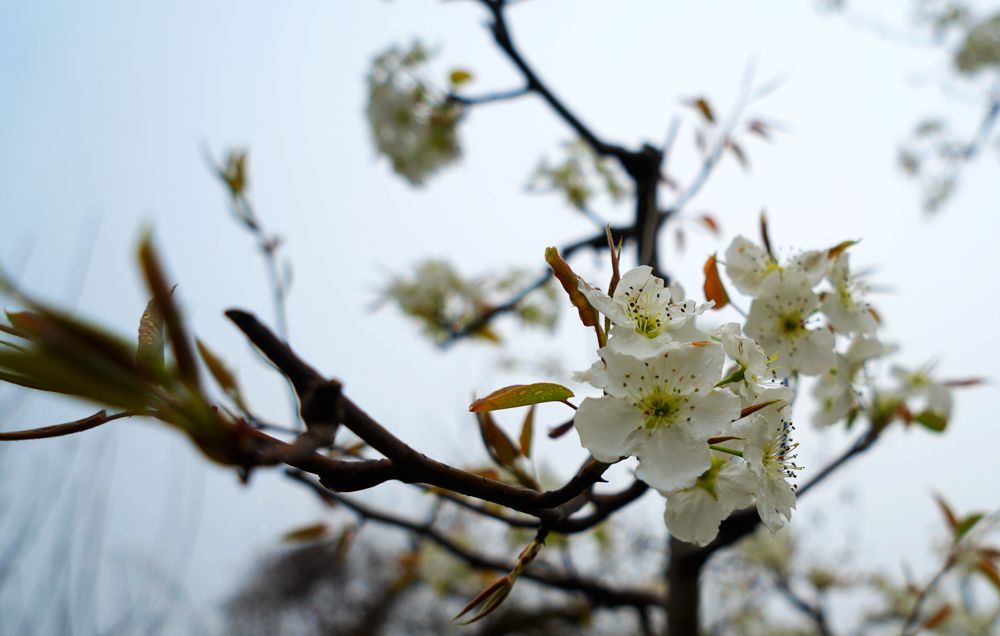 DSC00996_副本.jpg