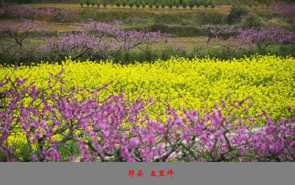 DSC_2689_副本.jpg