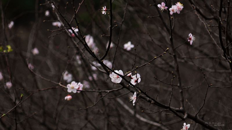 DSC05040.jpg
