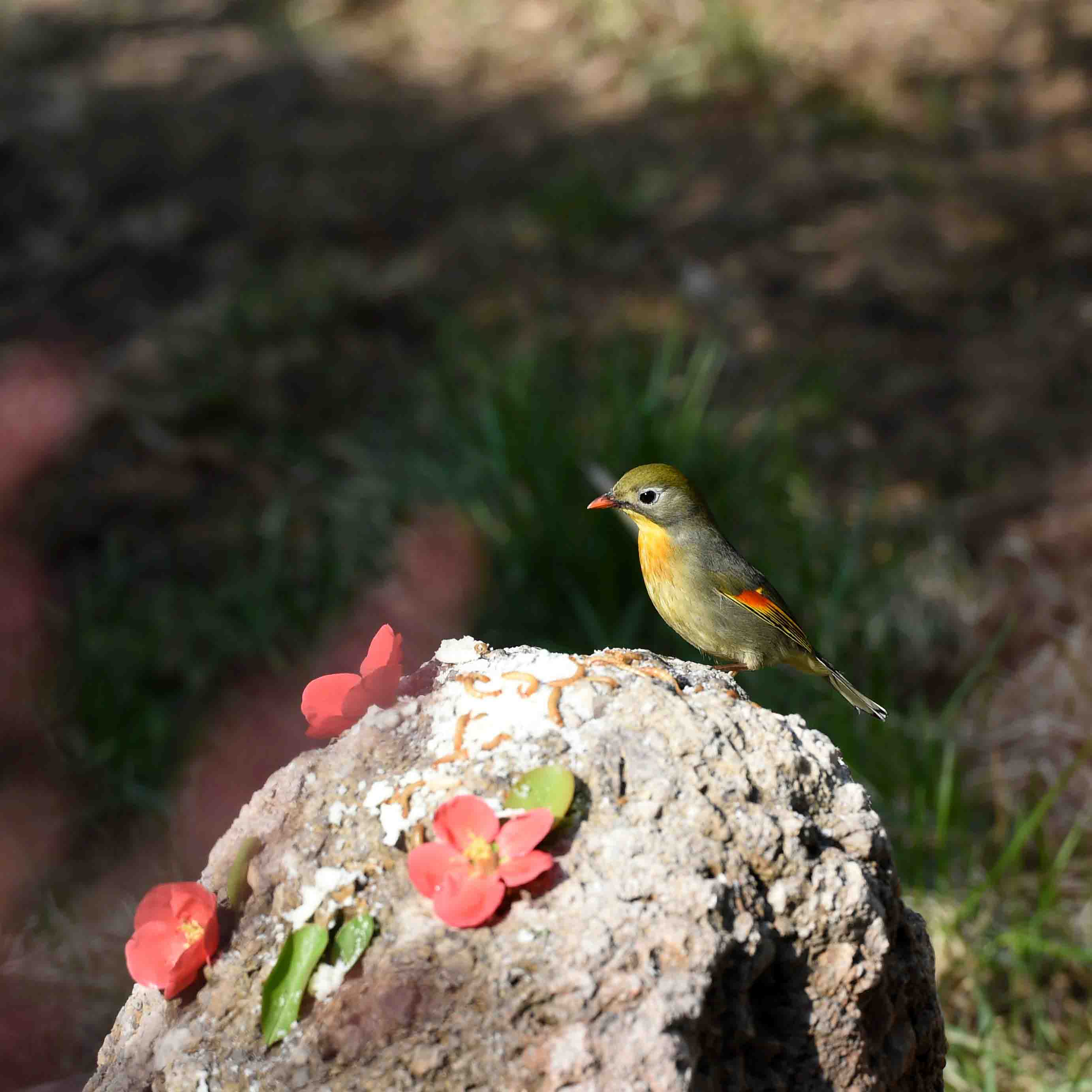DSC_5973_副本.jpg