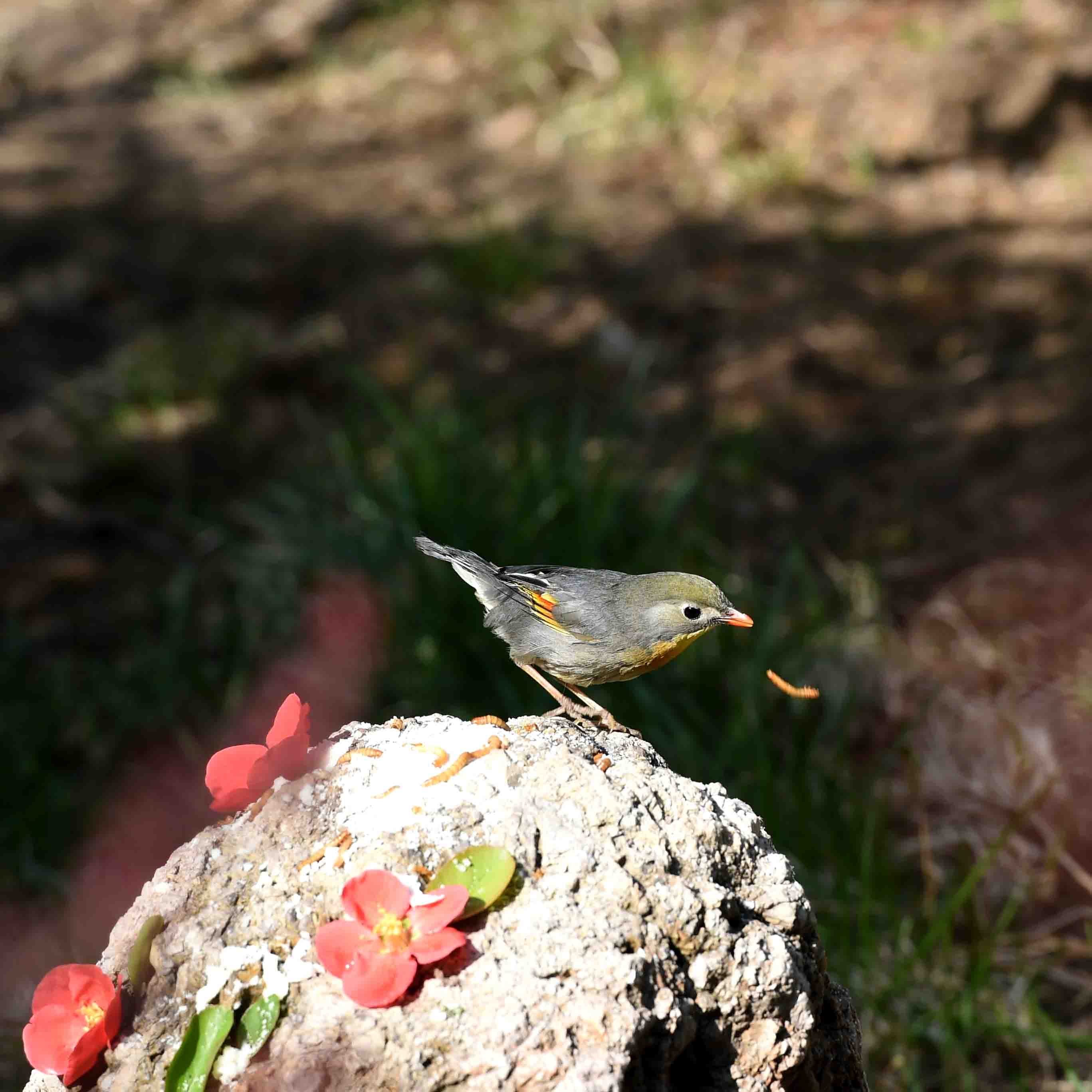 DSC_6061_副本.jpg