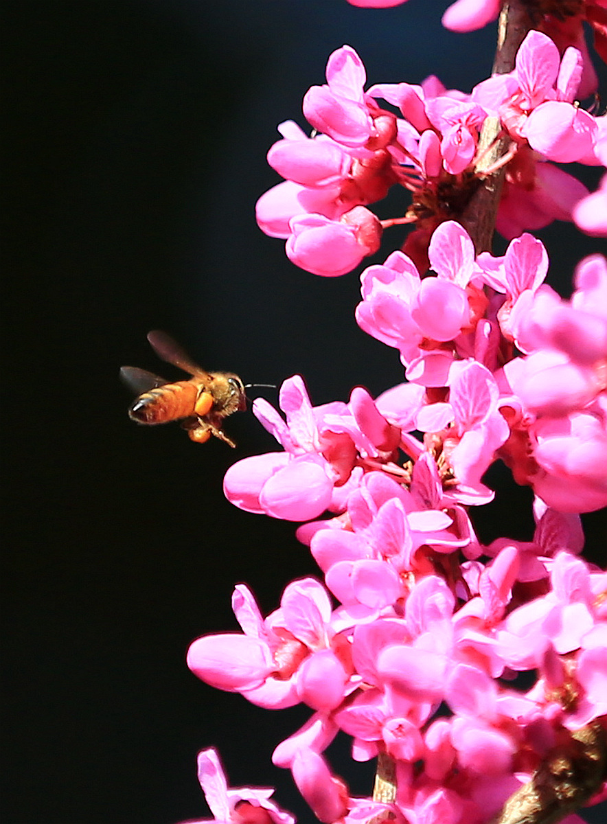 蜜蜂5.jpg