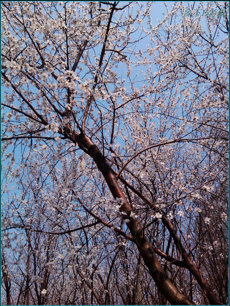 桃花朵朵开3.jpg
