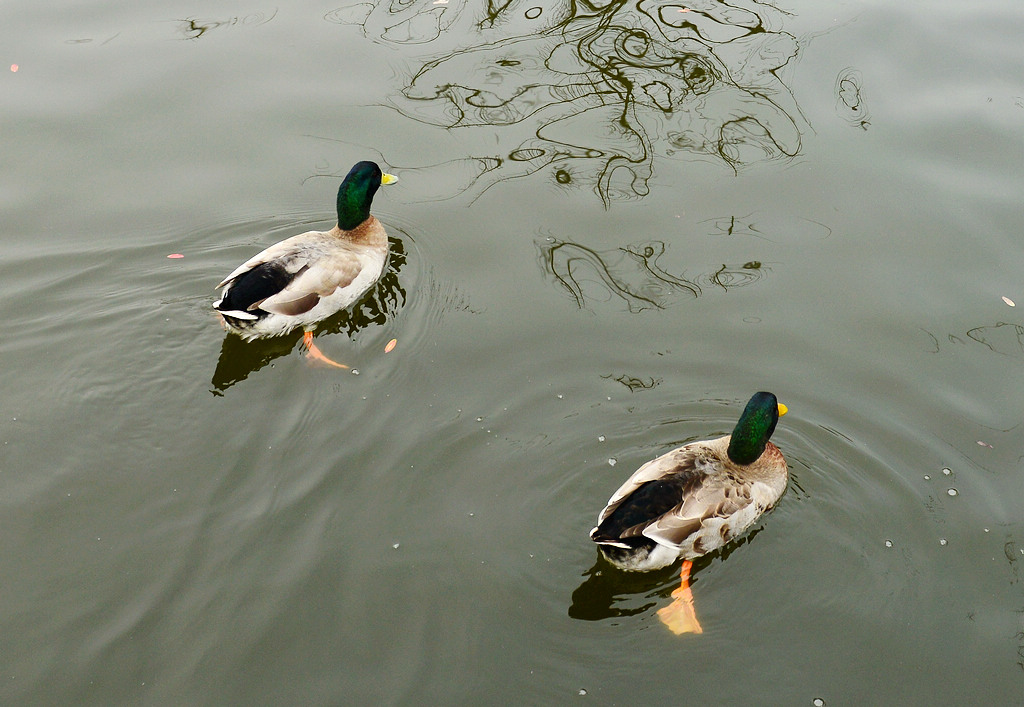 5DSC0809.jpg