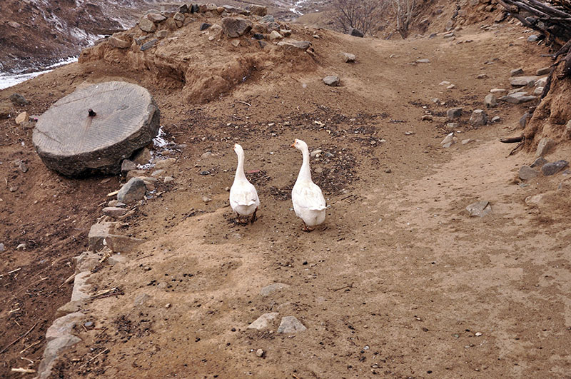 _DSC0914.JPG