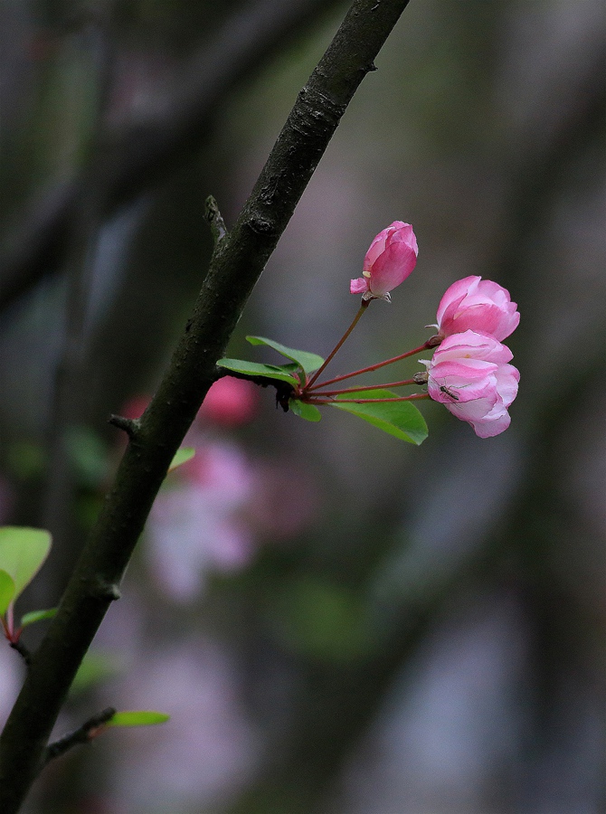7D6A0919.JPG