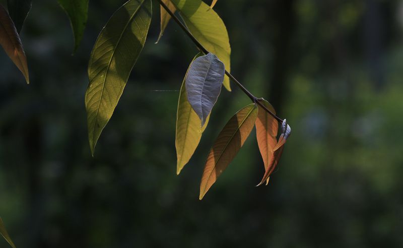 _MG_7264_副本.jpg