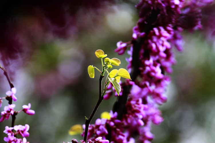 _MG_7094.jpg
