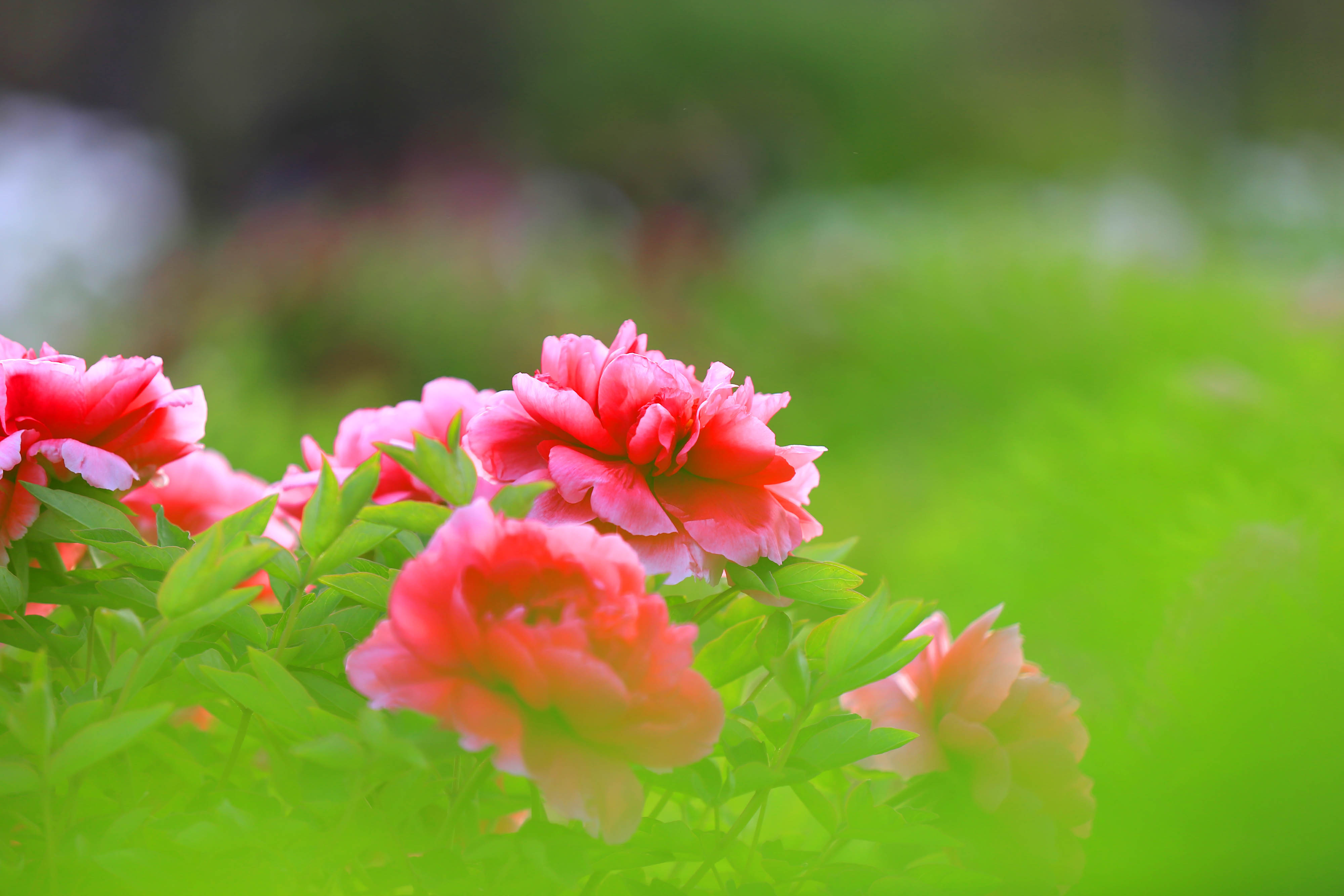 IMG_5449副本.jpg