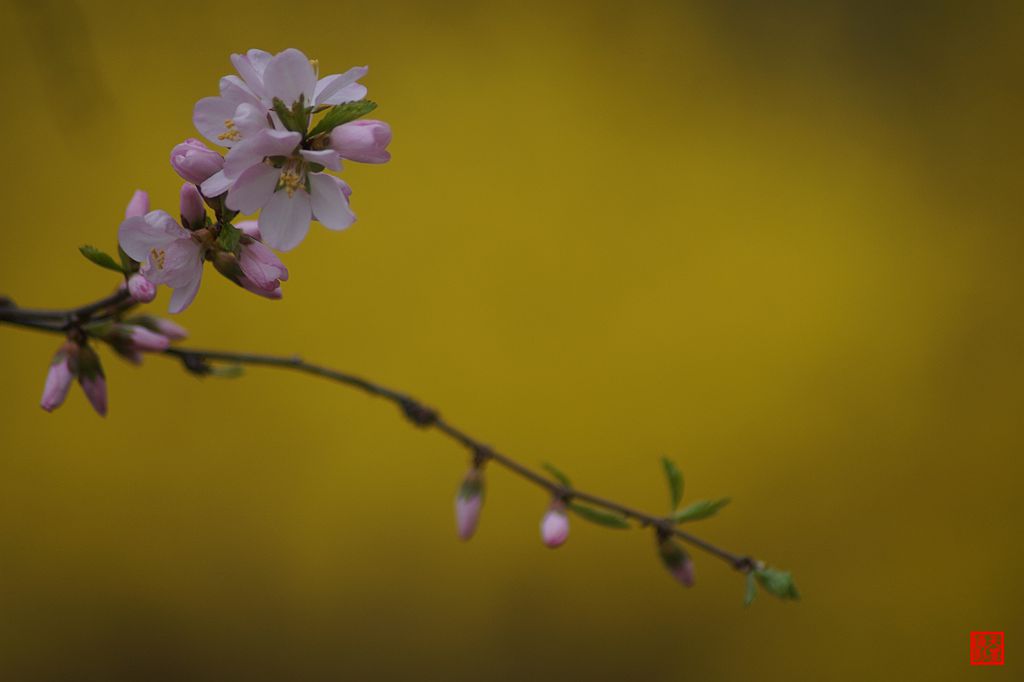 DSC06736『迎春花』.jpg