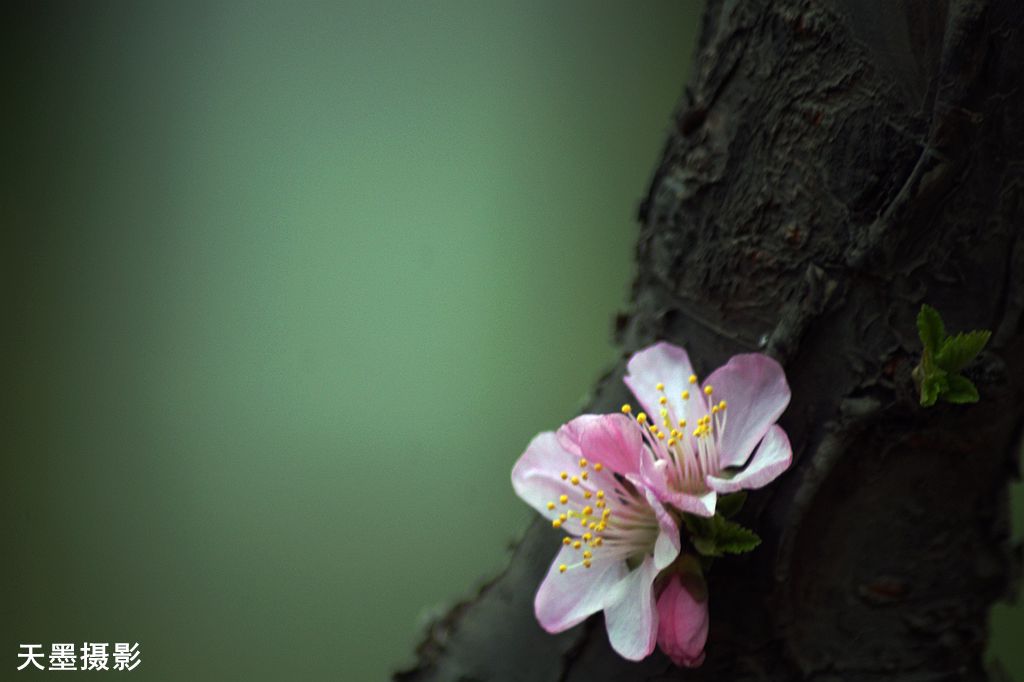 DSC06740『迎春花』.jpg