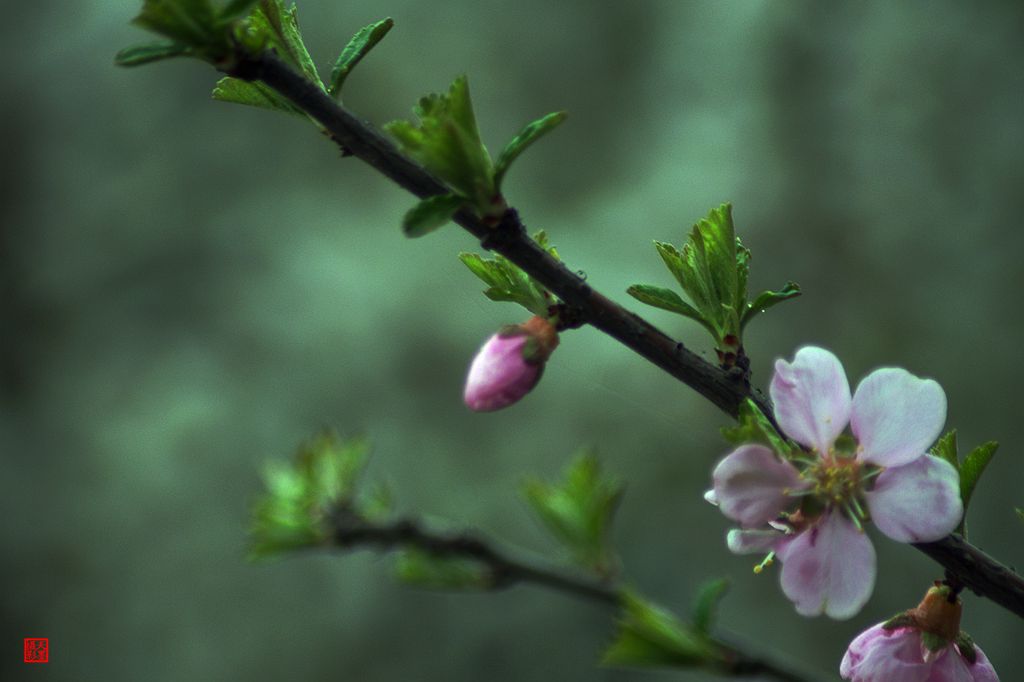 DSC06742『迎春花』….jpg