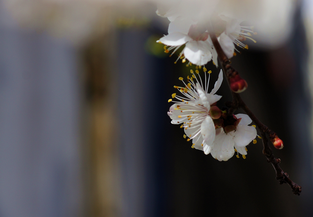 DSC00616_副本.jpg