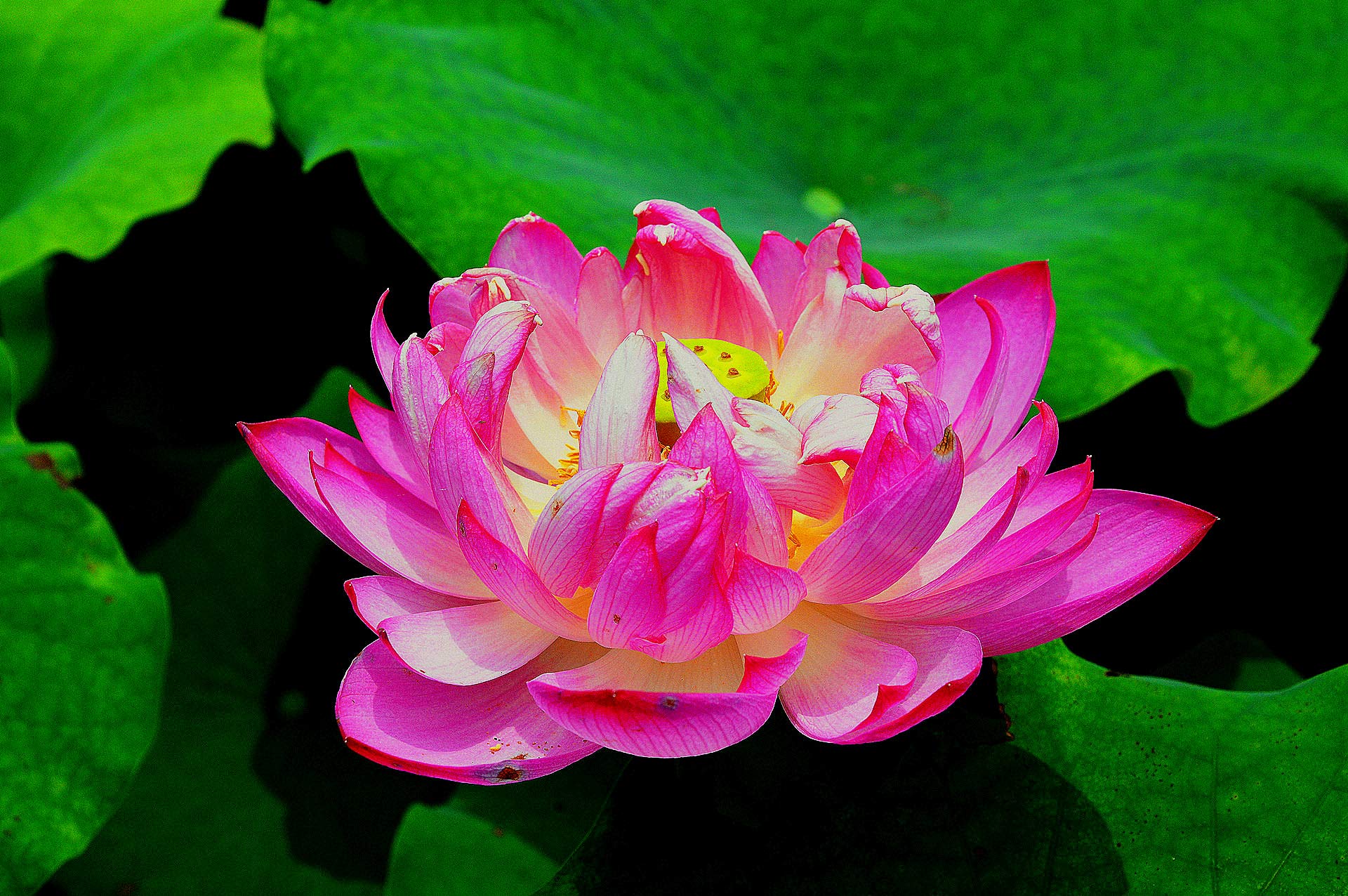 DSC_0056.jpg
