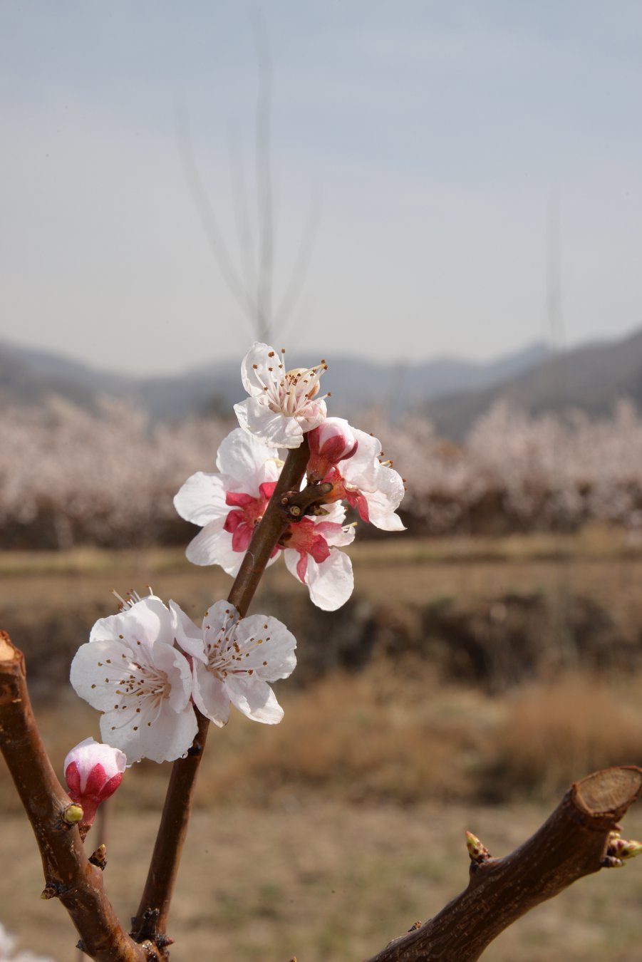 DSC_8089.JPG