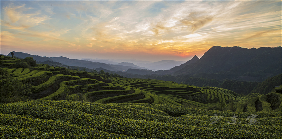 珙县茶海风光.jpg