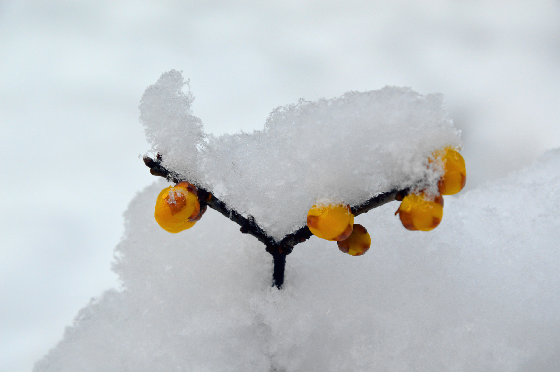 DSC_0162.JPG