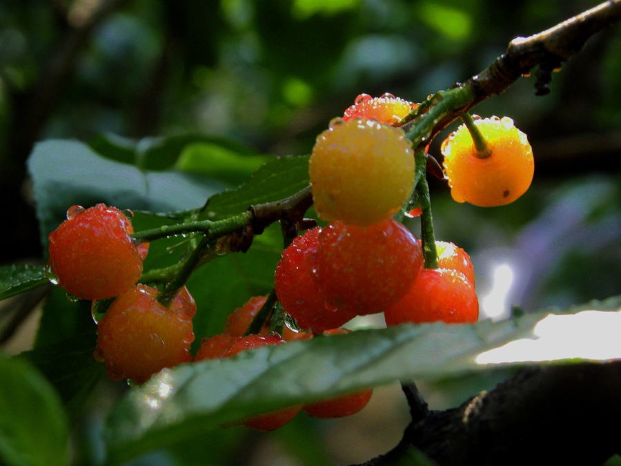 DSCN7086-1.jpg