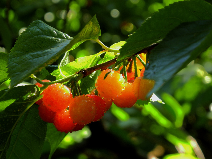 DSCN7083-1.jpg