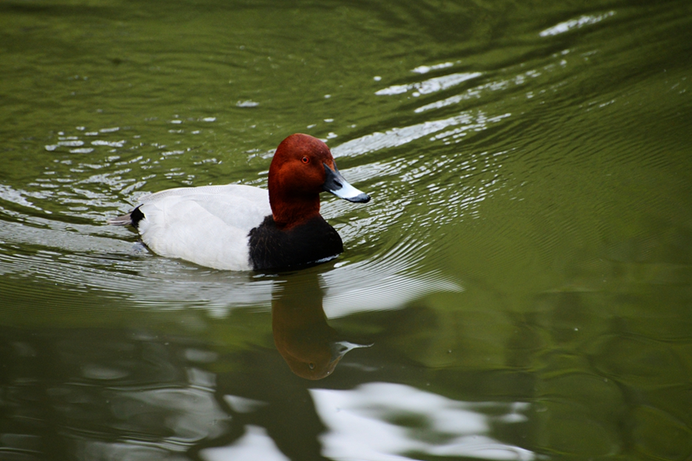 DSC_0440_副本.jpg
