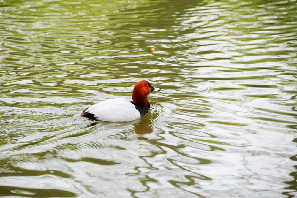 DSC_0446_副本.jpg