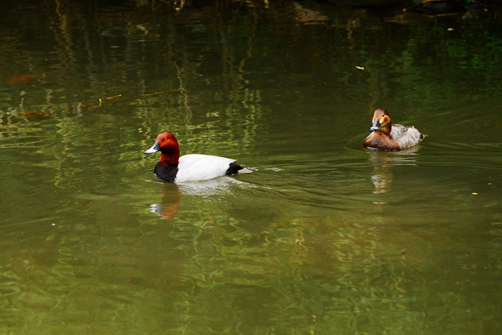 DSC_0450_副本.jpg