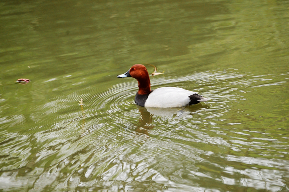 DSC_0457_副本.jpg