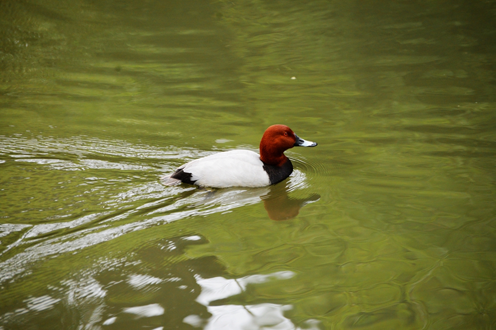DSC_0460_副本.jpg