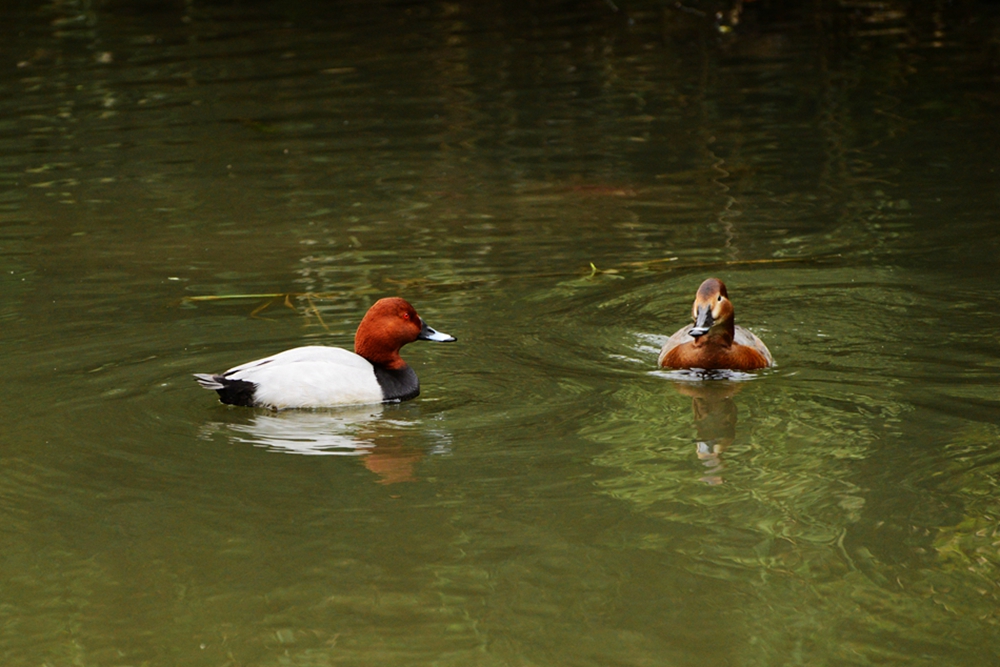 DSC_0461_副本.jpg