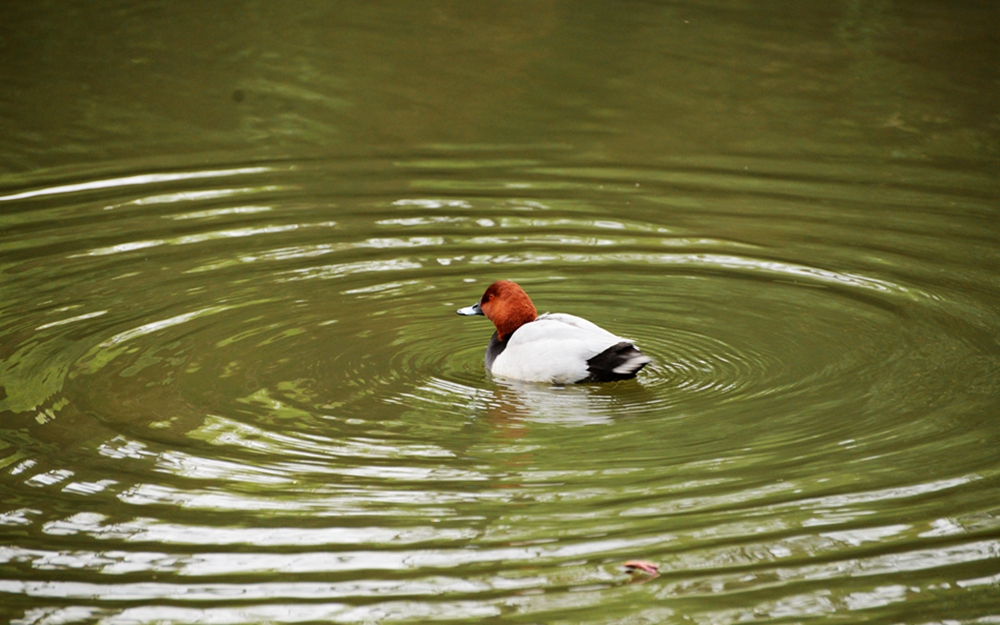 DSC_0466_副本.jpg