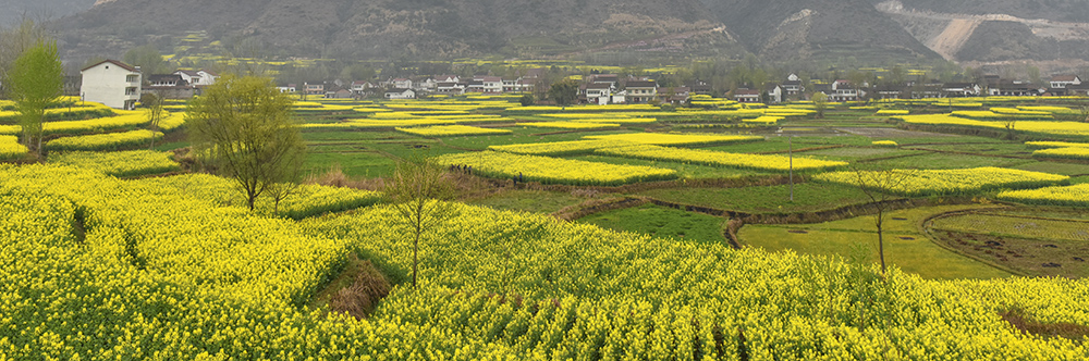 2015年3月23日汉中 a5211.jpg