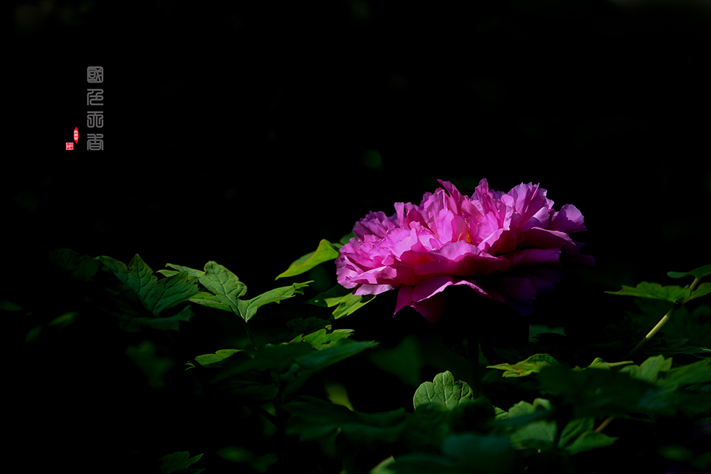4Z6A0516-.jpg